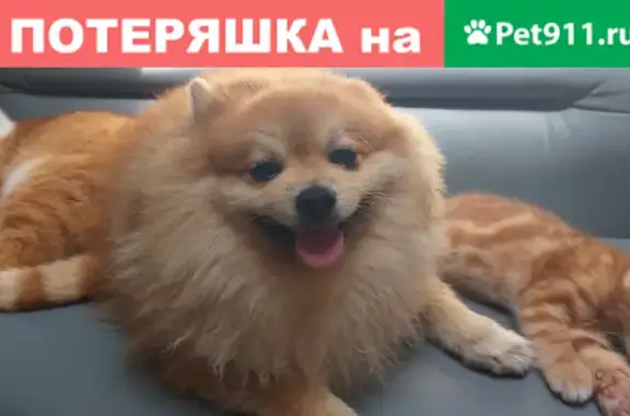 Пропала собака Мики в Калининграде, вознаграждение!