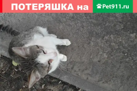 Пропала кошка на ул. По Ореховой, бело-серый гладкошерстный кот, больной правый глазик.