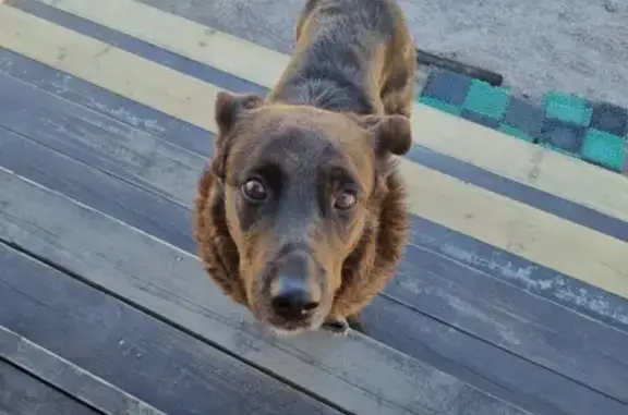 Найдена собака в Яблоновском парке, ищем хозяина