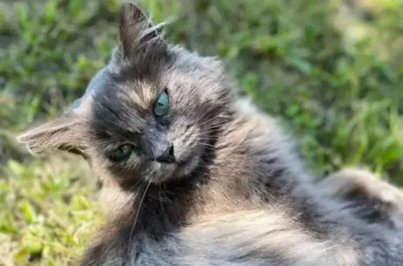 Ласковая кошка ищет хозяев в Аннино, Липецкая область