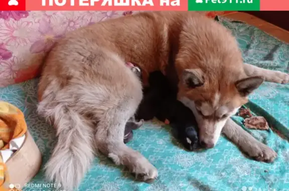 Пропала собака Даня на Кузбасской улице, вознаграждение 1000.
