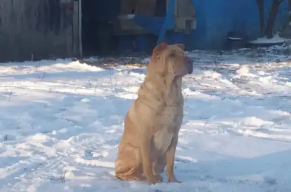 Пропала собака на улице Ленина, Киреевский район, Тульская область