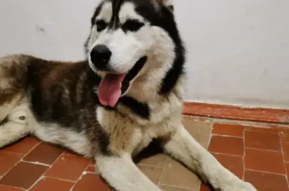 Найдена собака Кабель на ул. Янковского, Краснодар