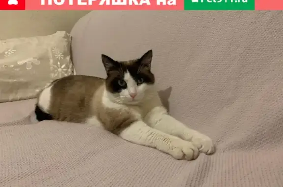 Пропала кошка в Воронеже, район Чижовка, пер. Ангарский, зовут Марсик, хромает на лапу.