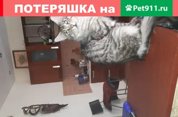 Пропала кошка Норд из СНТ Заря, Чеховский район, МО