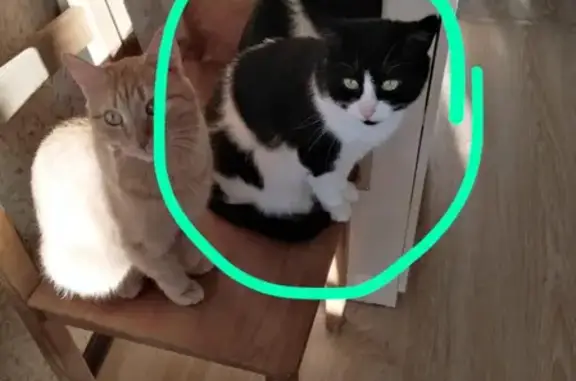 Кошки потеряшки, Москва, фото: Потеряшка кошка на 3 Гражданской, Москва.