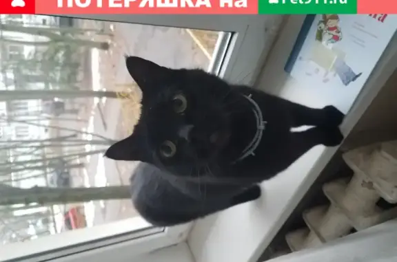 Пропал кот на Пр. Мира 6, Краснознаменск.