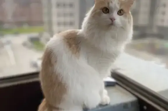 Кошки потеряшки, Казань, фото: Потеряшка кошка Симба, Казань 420017, проезд Шейнкмана