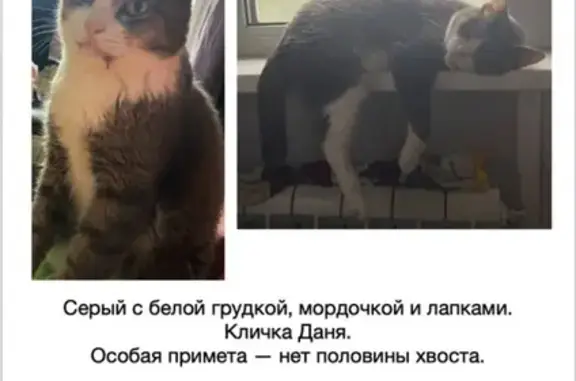 Пропала кошка, вознаграждение 10 000 рублей: Планетная, 42