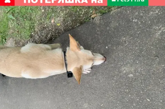 Найден пёс без адресника на Кировоградской 44Ак1