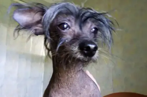 Собака найдена на улице Строителей, 28 в Твери