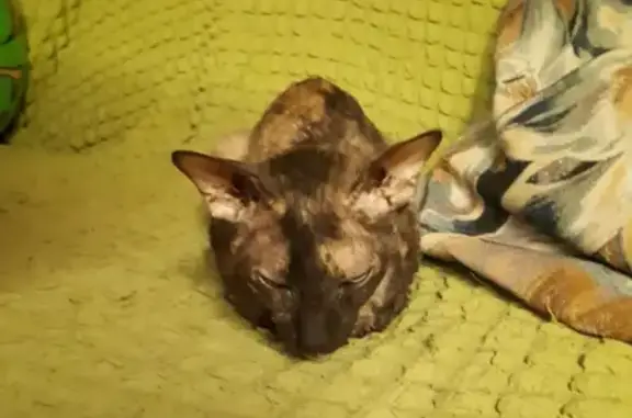 Найдена травмированная кошка на улице Кирова