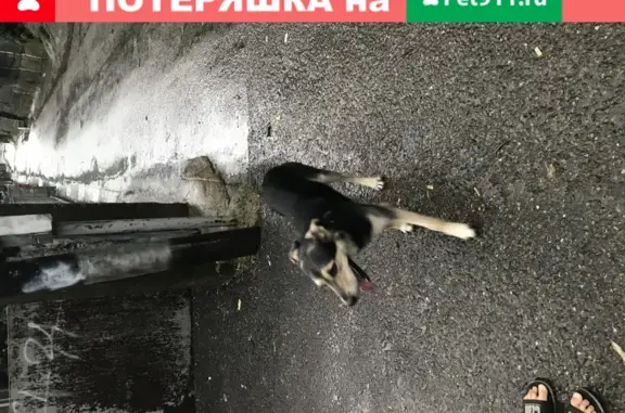 Собака найдена: 9, Белая улица, Туапсе, Краснодарский край