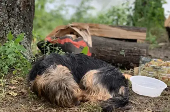 Найдена домашняя собака возле реки в Рамонском районе