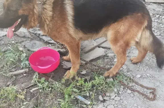 Найдена собака Немецкая овчарка на Центральной улице в Омске