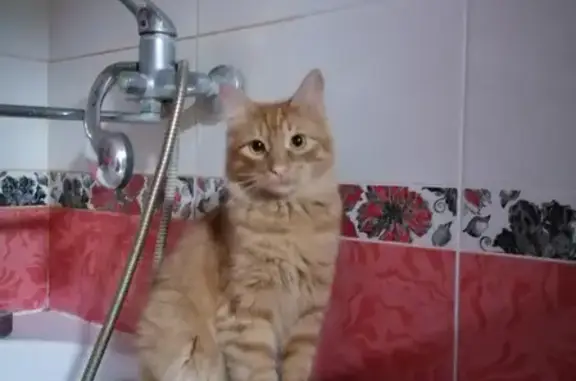 Потерянные животные Волгоград, фото: Пропал кот Веник в снт Металлургстрой, Волгоград.