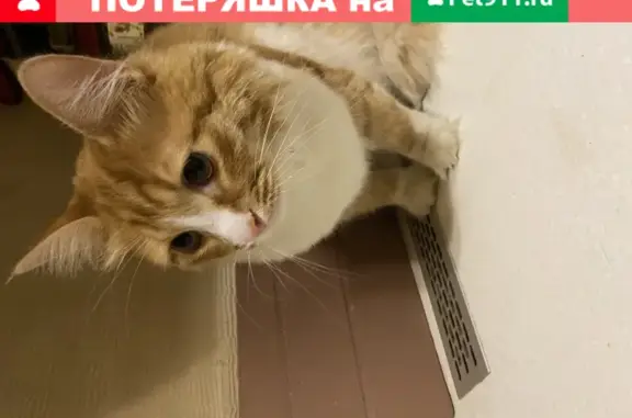Найдена кошка на Шереметьевском проспекте в Иваново