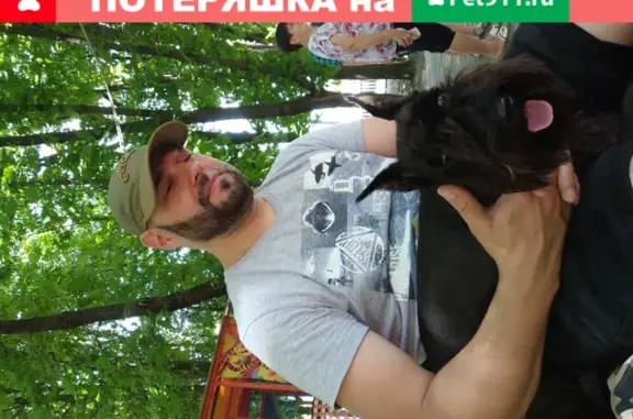 Пропала собака Тэффи по адресу Комарова 8, Ростов-на-Дону