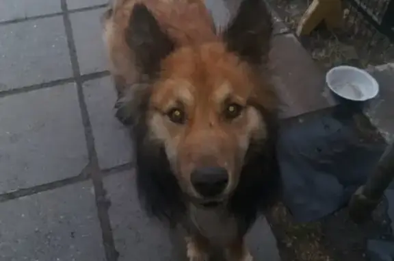 Потерянный пес ищет новый дом на 1 Мая, 56