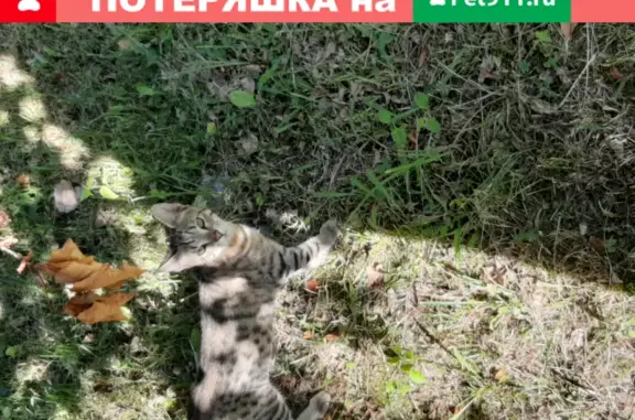 Найдена кошка на Комендантском проспекте, СПб