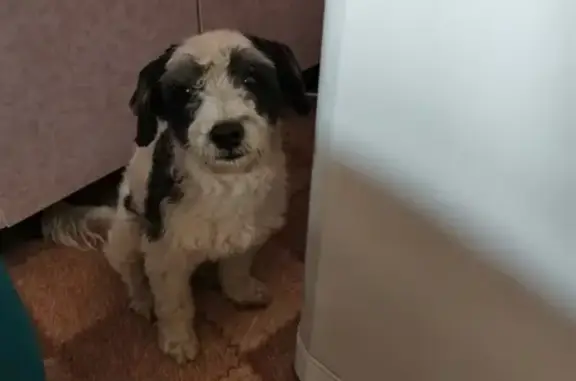 Собака найдена на улице Мира