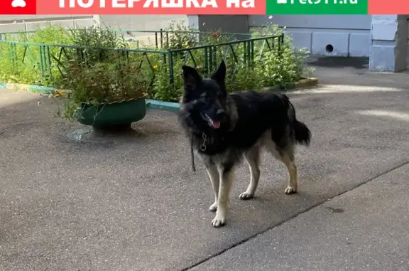 Найдена дружелюбная собака на ул. Богданова, Солнцево