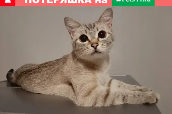 Кошки потеряшки, Орёл, фото: Потеряшка кошка Ася на Планерной 31