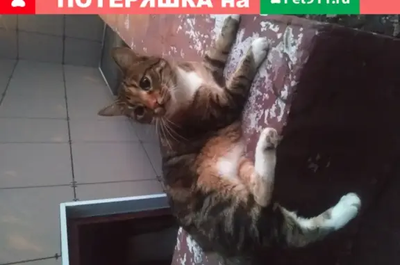 Найдена кошка с коротким хвостом у дома 97а на Каширском шоссе