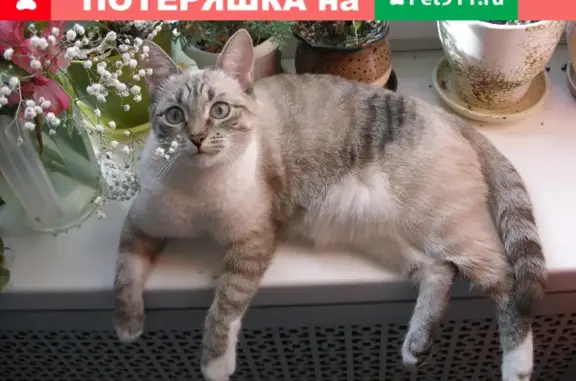 Пропала кошка ЛУНЯ в СНТ Березка, Пушкинский район