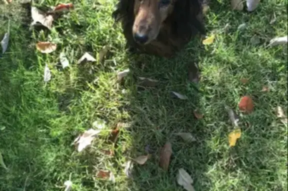 Собаки потеряшки, Волгоград, фото: Потеряшка собака Такса на проспекте Ленина, Волгоград