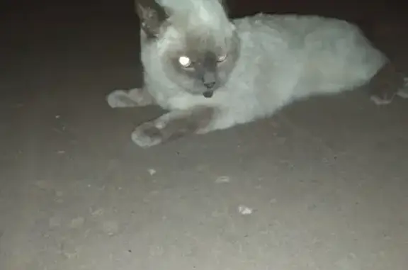 Кошка найдена на Волгоградском проспекте