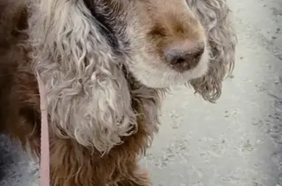 Собаки потеряшки, Томск, фото: Потеряшка собака Джессика, Английский кокер, г. Томск, пр-т Ленина 199