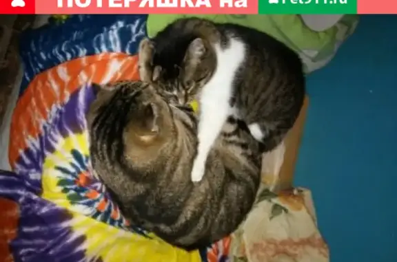 Кошки потеряшки, Санкт-Петербург, фото: Потеряшка кошка на Апраксином переулке, СПб, с особыми приметами (15)