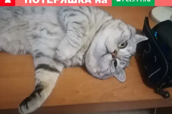 Пропала кошка Кот Том, дом 12, ул. Привольная, Томск