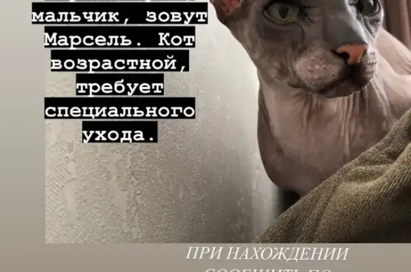 Пропала кошка Марсик на ул. Добролюбова, Пермь