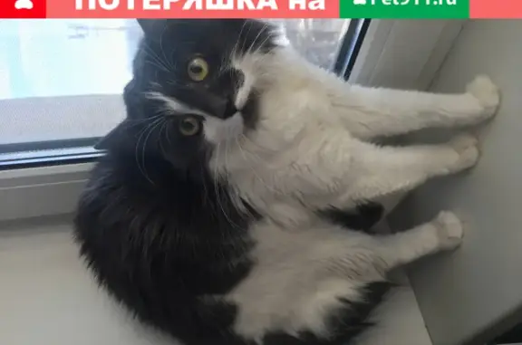 Пропала кошка в Реутове на улице Некрасова 14