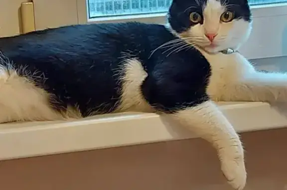 Кошки потеряшки, Тульчино, фото: Потеряшка кот в ДНТ Берег, на ошейнике номер телефона