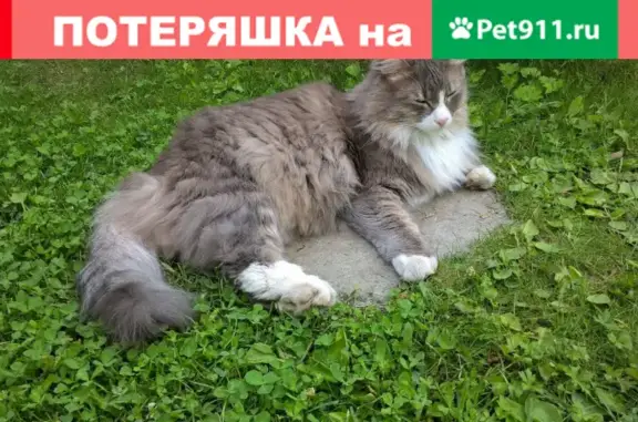 Найдена собака КАШТАНКА в Челябинске