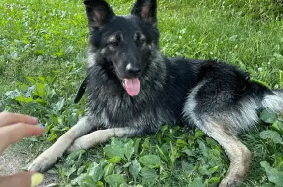 Найдена собака возрастом 9 мес - 2 лет в Мещерском парке, Московская область