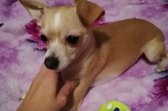 Собаки потеряшки, Волгоград, фото: Потеряшка собачка на пр. Ленина, Волгоград