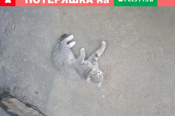 Найдена кошка около Пятёрочки на Севастопольском проспекте