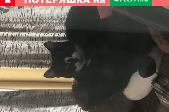 Кошки потеряшки, Ярега, фото: Потеряшка кошка на 1-й Ярегской даче в Ухте