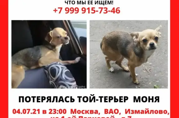 Пропала собака Моня в Измайлово, Москва