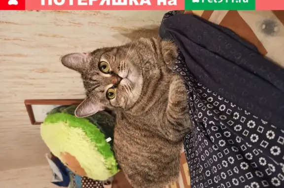 Пропала кошка Маша на улице Бескудниковский проезд д4 к1
