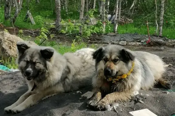 Пропала собака в Пионерском поселении, Камчатский край