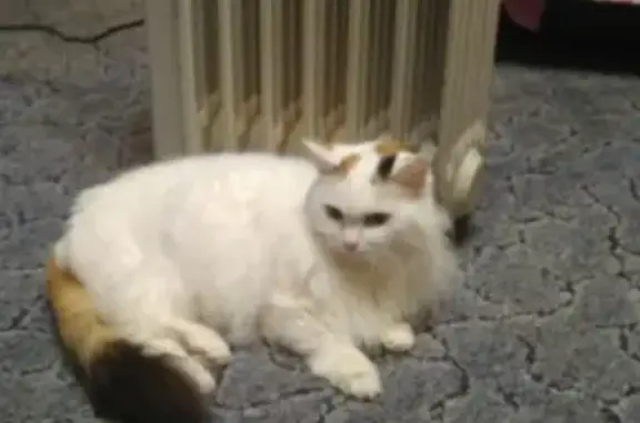 Кошки потеряшки, Стерлитамак, фото: Потеряшка кошка на ул. Строителей, 69