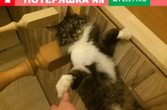 Кошки потеряшки, Ижевск, фото: Потеряшка кошка на Почтовой улице, Ленинский район, Ижевск