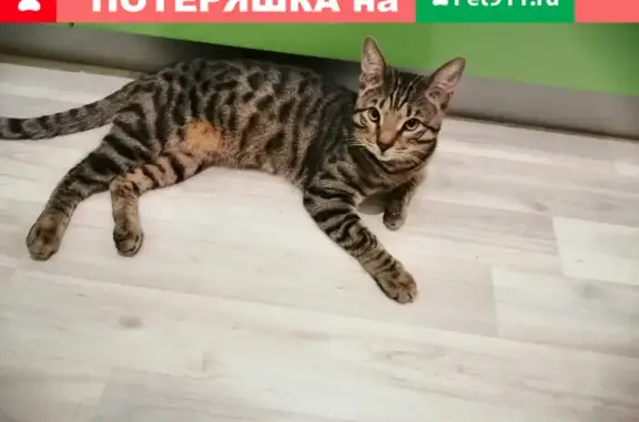 Пропала бенгальская кошка Боцман, г. Солнечногорск, ул. Тамойкина 9
