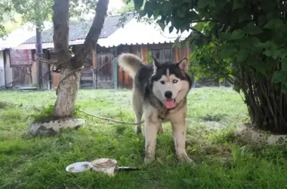 Найденные животные Красноярск, фото: Найдена собака в Удачном-Академ, контакты внутри