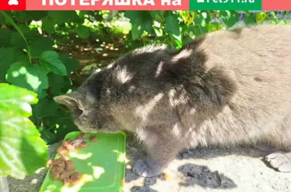 Найдена британская кошка на Наметкина, Москва